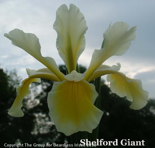 Shelford Giant (1)